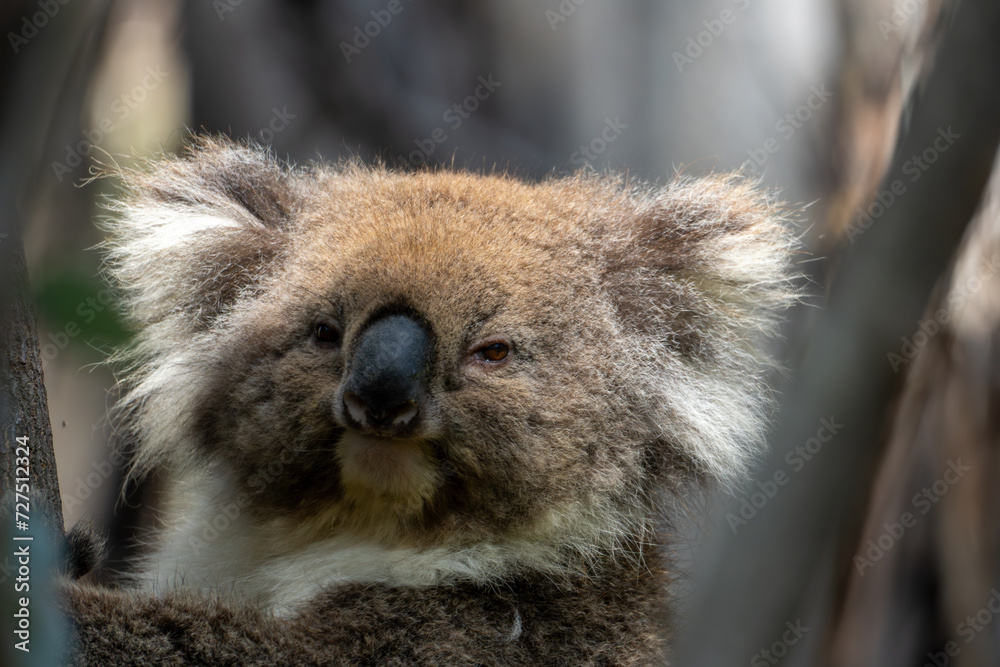 Fototapeta premium Koala close-up