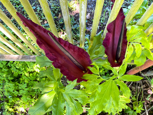 Dracunculus Vulgaris Pair 01