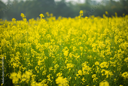 field of Mustard Seed Field ,Mustard Seed Field in Full Bloom, Linn County, Mid-Willamette Valley, Western Oregon