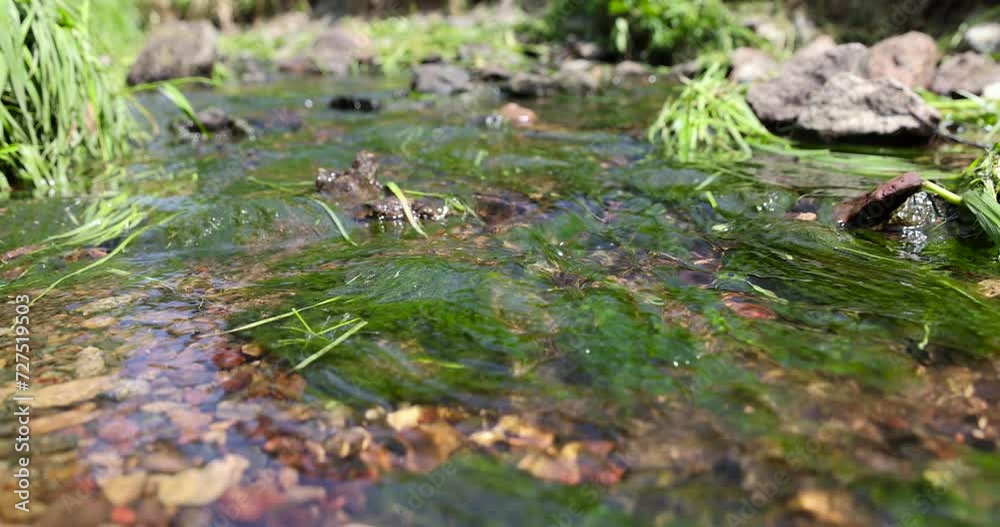 water flowing in a small narrow stream in summer, a small stream with water in a city park water flowing in a small narrow stream in summer, a small stream with water in a city park