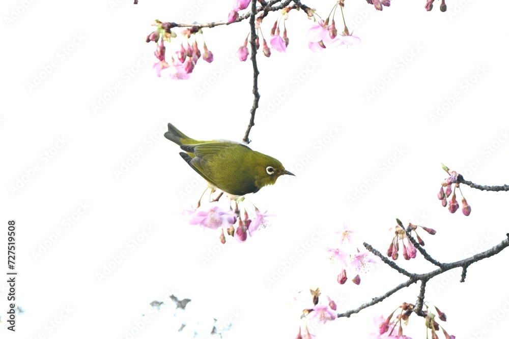 Fototapeta premium A warbling white-eye sucking nectar from cherry blossoms. A wild bird with a yellow-green body color and white around the eyes.