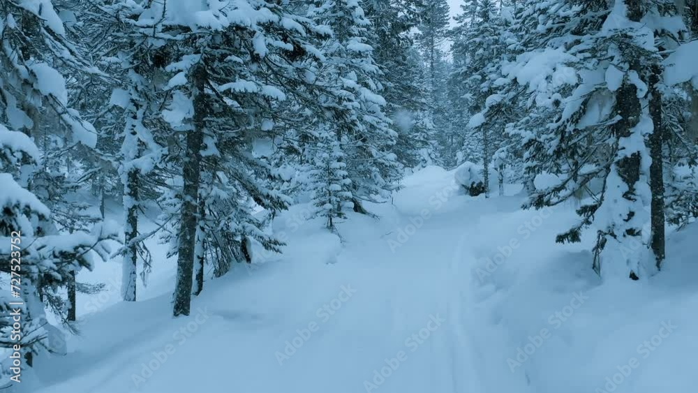 Winter landscape snowy mountain forest in snowstorm. Road for snowmobiles among snow-covered firs. Winter Russia, Siberia. High quality 4k footage Winter landscape snowy mountain forest in snowstorm. Road for snowmobiles among snow-covered firs. Winter Russia, Siberia. High quality 4k footage