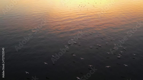 Flock of seagulls flying above the water during a beautiful sunset photo