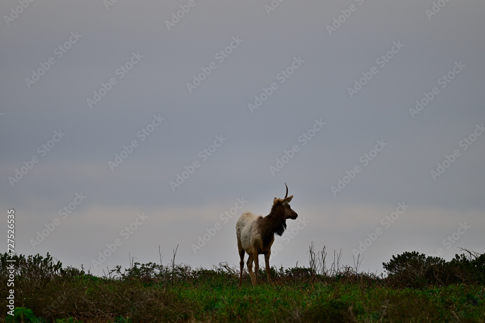 Tule Elk - Cervus canadensis nannodes at Tomale Elk Reserved Tule Elk - Cervus canadensis nannodes at Tomale Elk Reserved