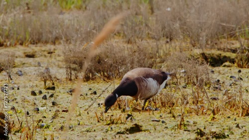 Footage of an Atlantic brant (Branta bernicla hrota) foraging in grass in a reed environment. photo