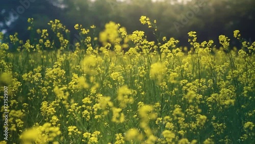  field of yellow flowers, Linn County, Mid-Willamette Valley, Western Oregon photo
