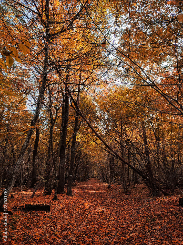 Fototapeta premium autumn in the park