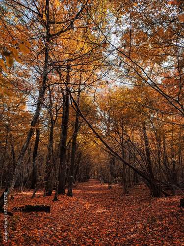 autumn in the park