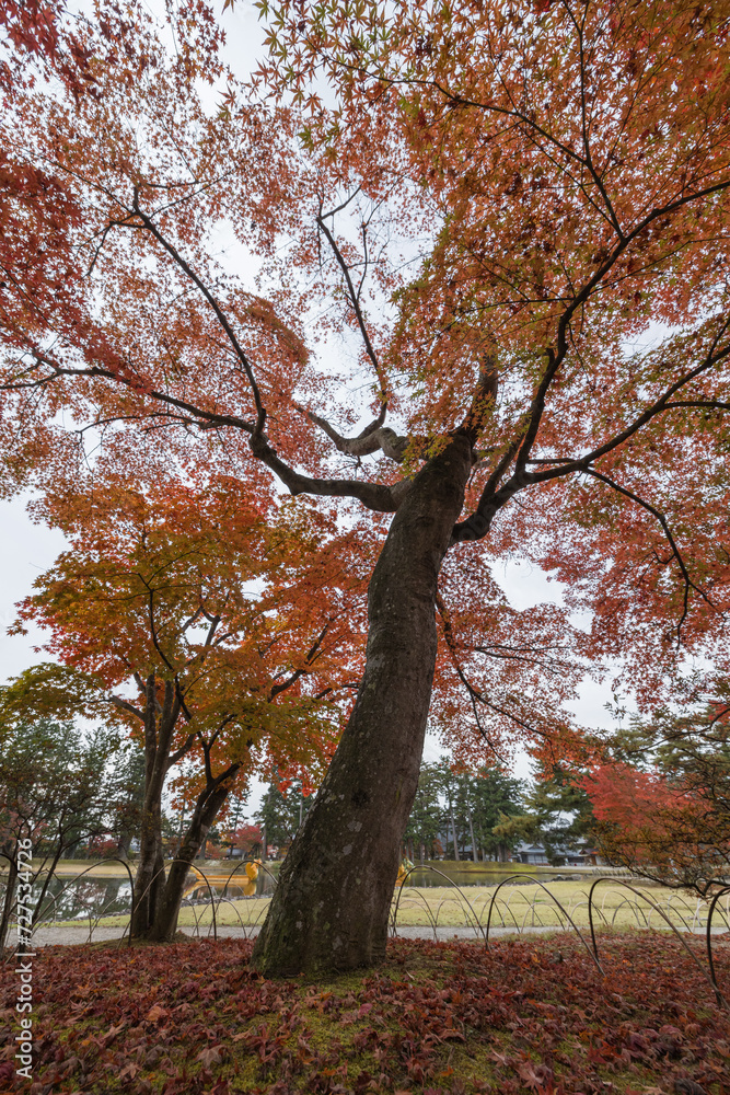 日本　岩手県西磐井郡平泉町にある毛越寺庭園の紅葉