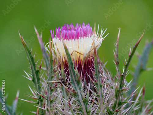 Canvas Print wild pink horrid thistle flower in a grassy meadow