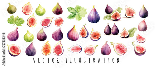watercolor fig fruit and slices with leaves collection set. Watercolor style hand-drawn illustration. Vector illustration design