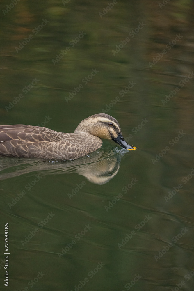 Fototapeta premium 日本 岩手県一関市を流れる砂鉄川沿いの渓谷、猊鼻渓を泳ぐ鴨