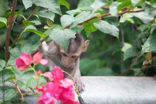 Photography 可愛いサル