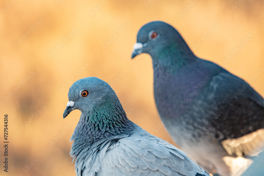 Closeup, Pigeon Head, Feather Structure, Iridescent Feathers, Pigeon Macro Closeup, Pigeon Head, Feather Structure, Iridescent Feathers, Pigeon Macro