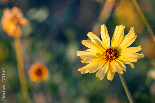 Common Madia, Yellow Flower, California, Sunlight, Closeup, Wildflower, Golden Hour, Warm Tones photo