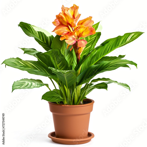 Canna lily plant in a pot isolated on white