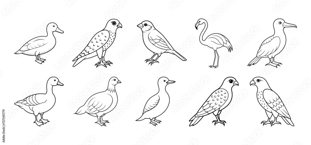 Collection of bird silhouette elements