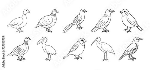 Collection of bird silhouette elements