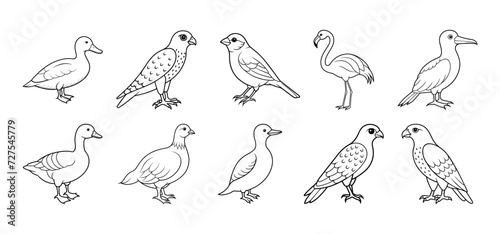 Collection of bird silhouette elements