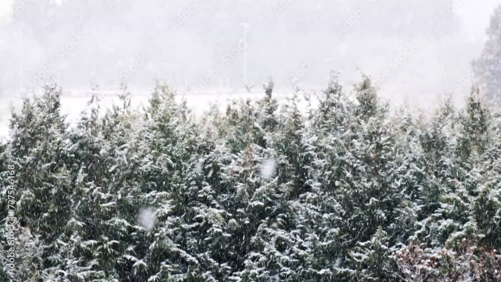 茂る森に佇み寒山に雪が舞う 針葉樹の香り豊かなオーバル型 リース  