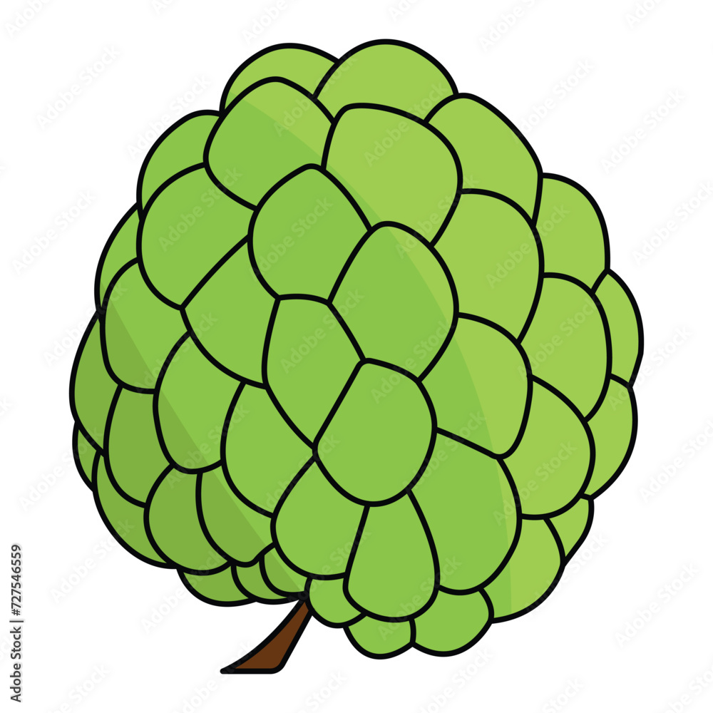 Fototapeta premium Vector illustration, Sugar apple or custard apple with green leaves, isolated on white background,