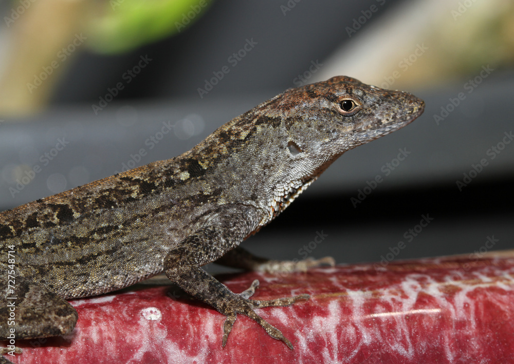 Fototapeta premium Portrait of a Brown Anole (Anolis sagrei) observed on Kauai. These lizards have been introduced to Hawaii, where they are not native. 