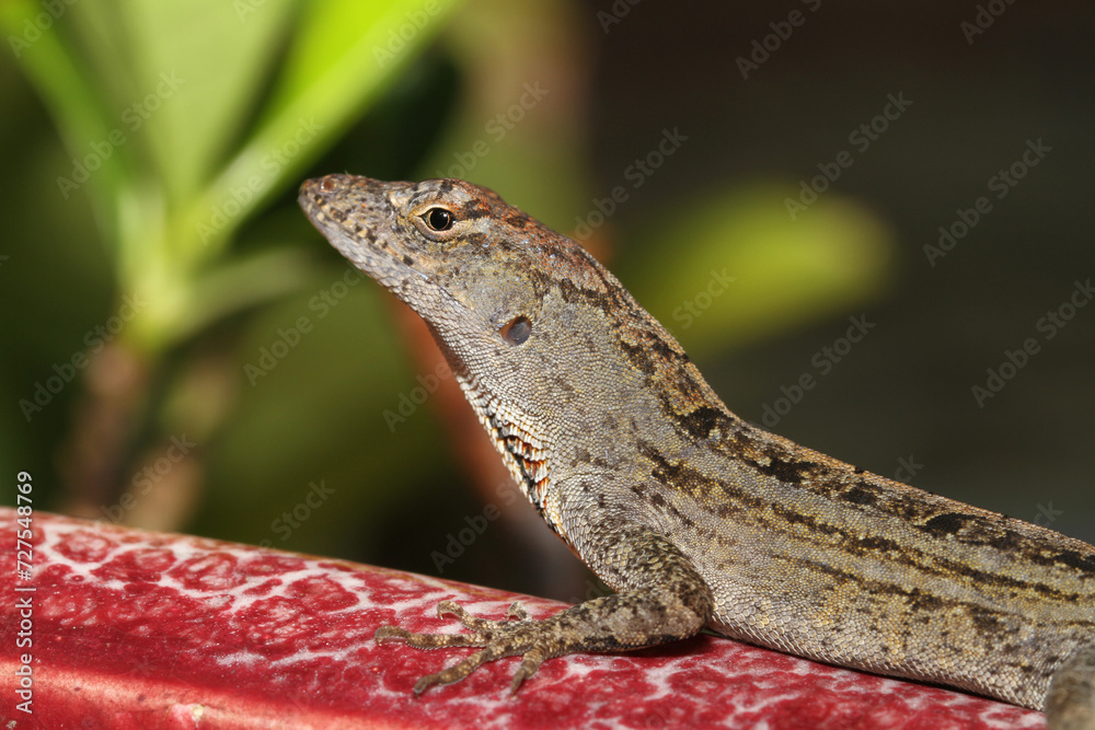 Fototapeta premium Portrait of a Brown Anole (Anolis sagrei) observed on Kauai. These lizards have been introduced to Hawaii, where they are not native. 