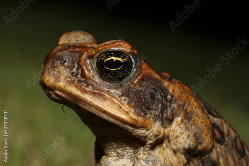 Portrait of a cane toad (Rhinella marina) at night in a yard in Kauai. Cane toads are an invasive species in Hawaii, and harm native species.  photo