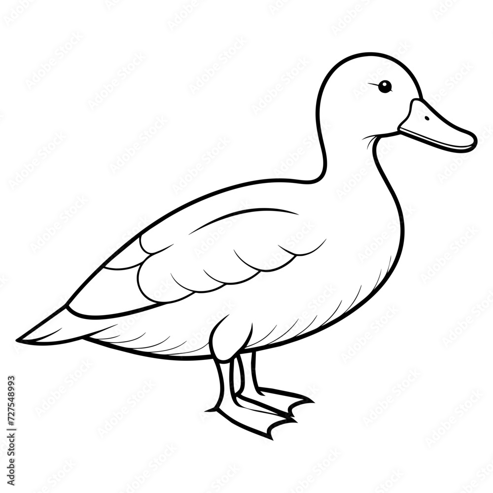 eider eider