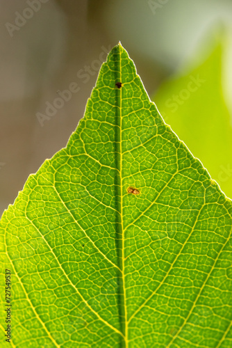 Macro, Image, Backlit Leaf, Leaf Vein Structure, Backlighting, Vibrant, Nature, Close-up