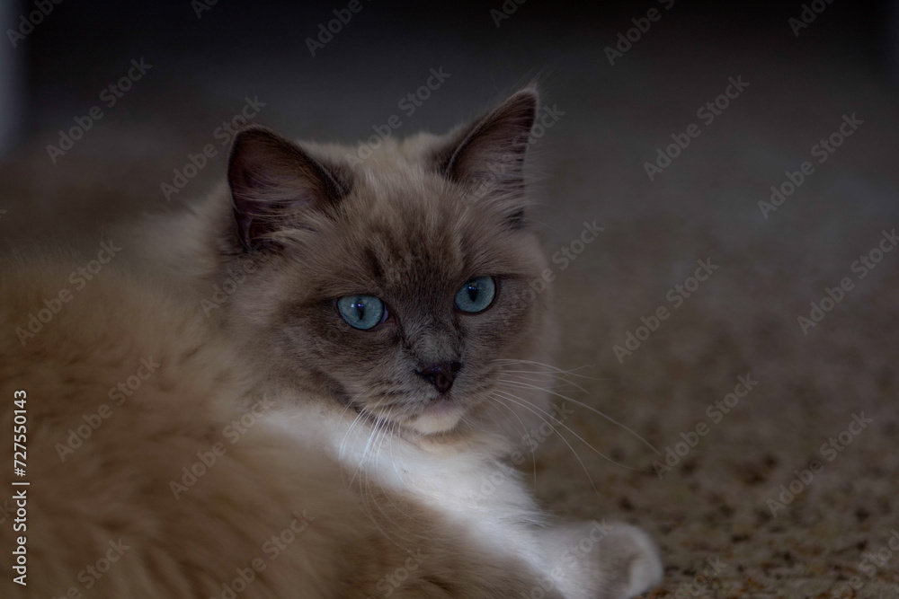 Ragdoll kitten playing and relaxing in the sunlight 