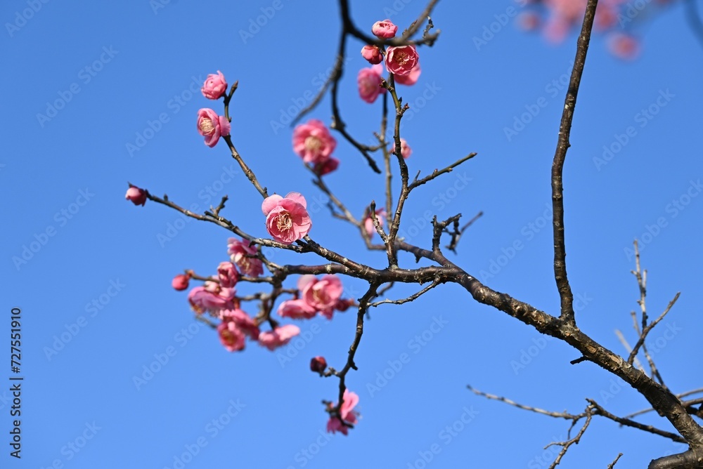 Ume (Japanese apricot) flower. The flowers are used for ornamental purposes and artistic culture, and the fruits are used for health foods such as 'Umeboshi'. Ume (Japanese apricot) flower. The flowers are used for ornamental purposes and artistic culture, and the fruits are used for health foods such as 'Umeboshi'.