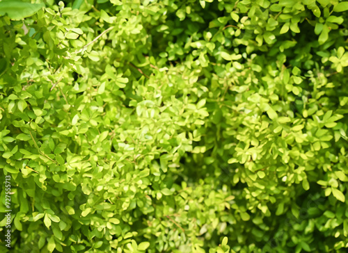 緑の葉が茂っている風景 AI画像