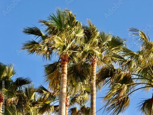 Photography A drone photo of palm trees in the wind, Tampa Bay, Florida.