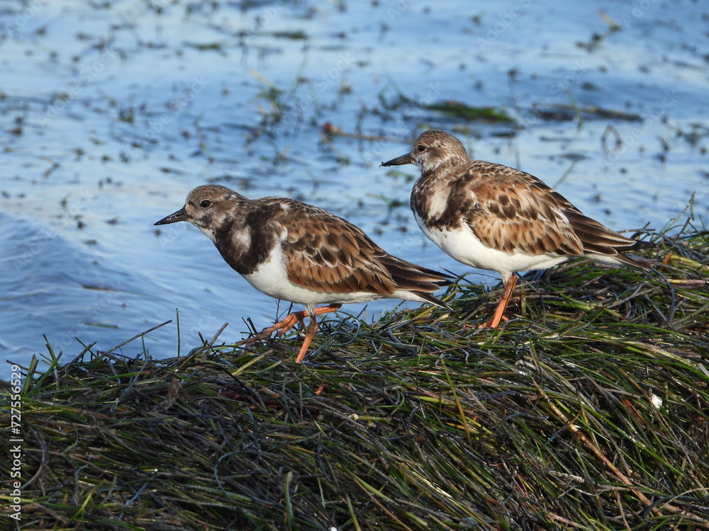 The bird sandpiper sitting on sea grass at the water’s edge. The bird sandpiper sitting on sea grass at the water’s edge.