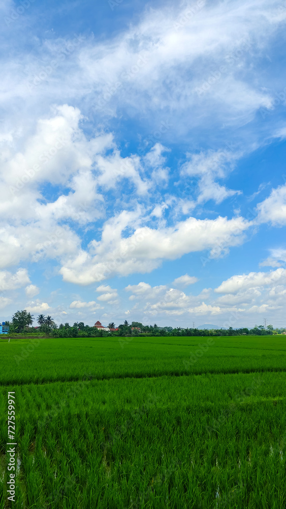 beautiful landscape of rice field or paddy field with cloudscape and blue sky background 