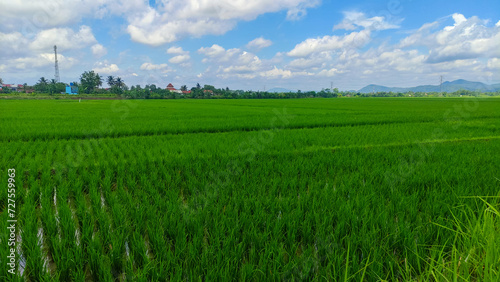 beautiful landscape of rice field or paddy field with cloudscape and blue sky background 