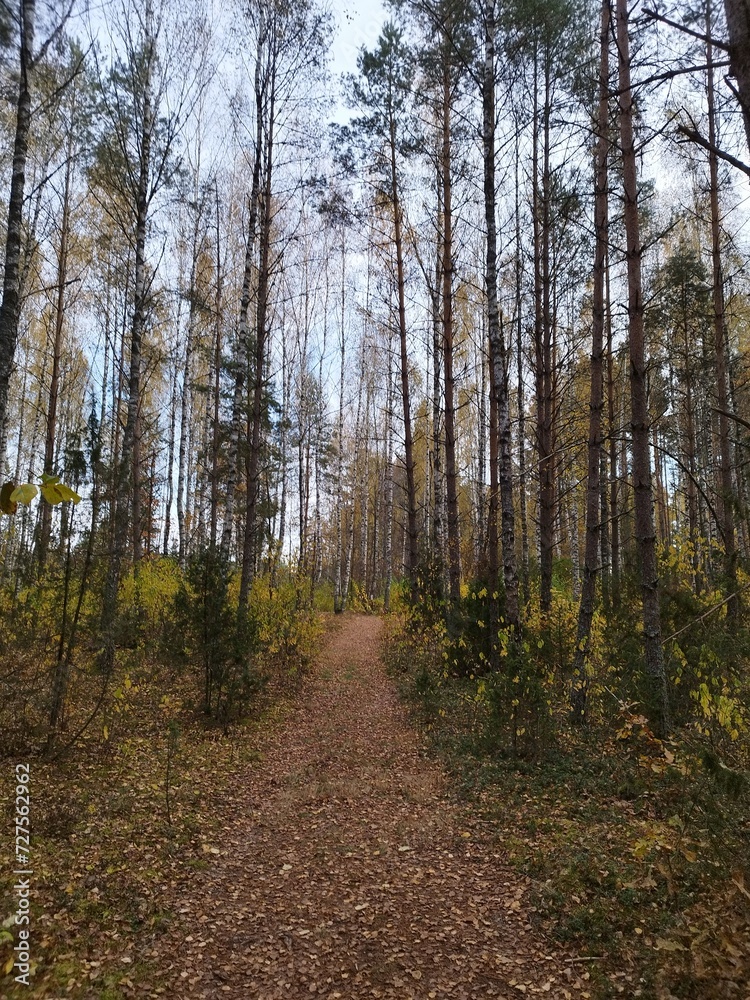 Obraz premium path in the woods