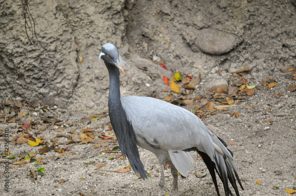 Fototapeta premium Demoiselle crane