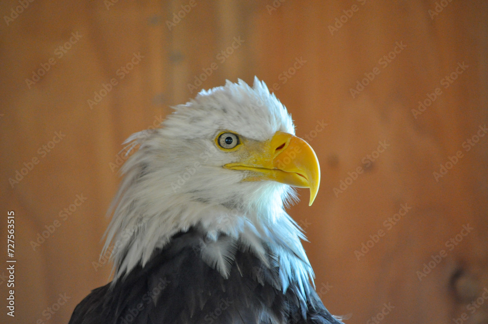 Obraz premium Bald Eagle