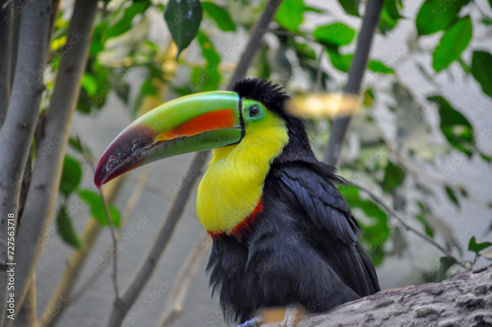 Fototapeta premium Toucan