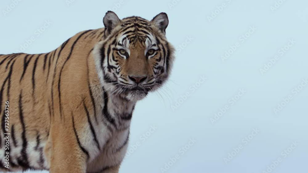 Tiger against cloudless blue sky - side profile looking towards camera Tiger against cloudless blue sky - side profile looking towards camera