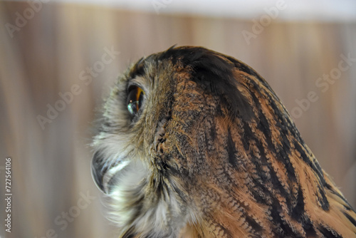 Owls photo