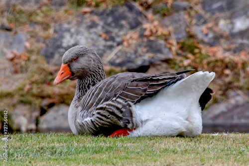 Goose photo