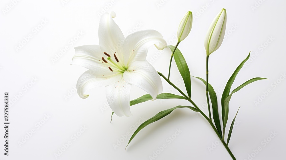 Lilies in bloom on a white background