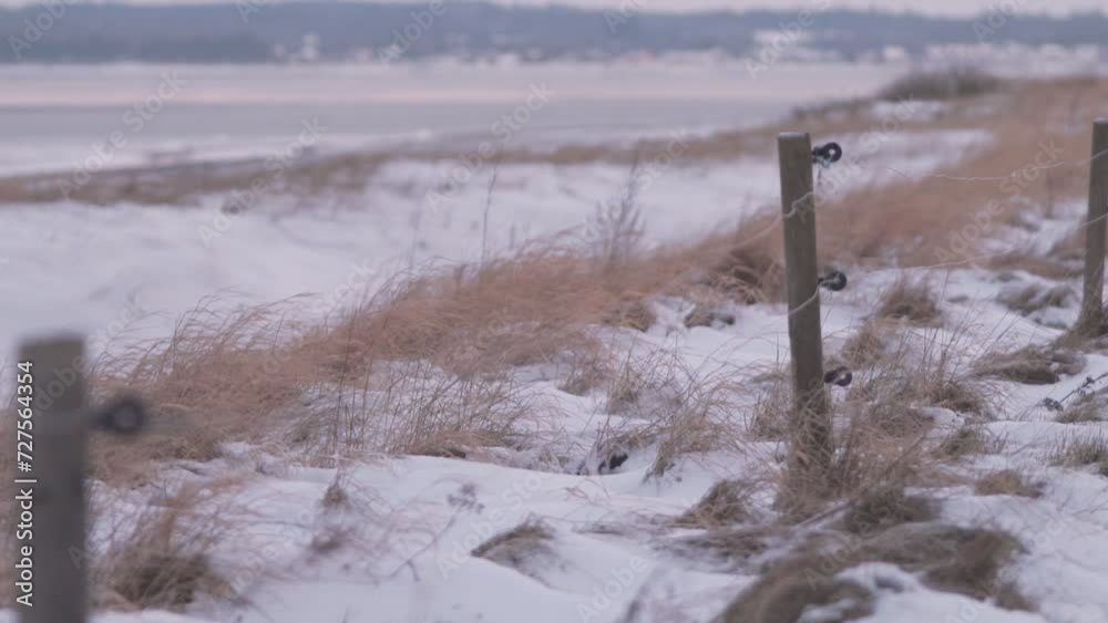 Wind Blowing On A Dry Grass In Snow-Covered Seashore. Selective Focus Shot Wind Blowing On A Dry Grass In Snow-Covered Seashore. Selective Focus Shot
