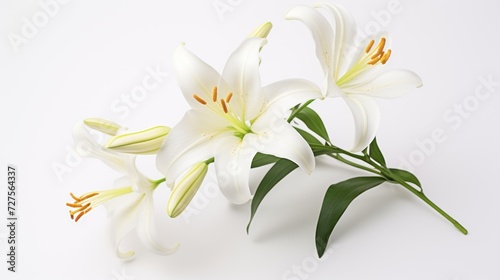 Lilies in bloom on a white background