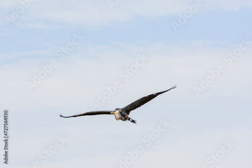 Great Blue Heron