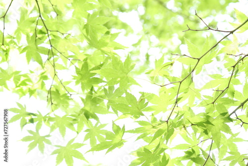 Green maple leaves