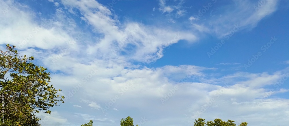 trees with swirling clouds and beautiful sky in the background